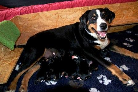 1 - Der C-Wurf ist da