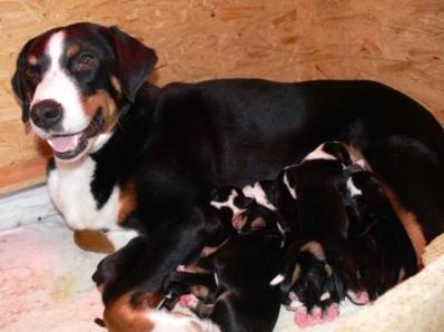 Engelchen vom Markgrund 1