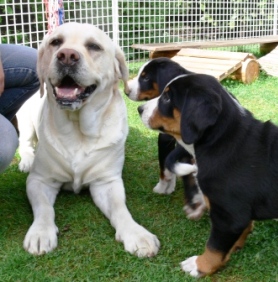 Gordy wer bisten du P1100595