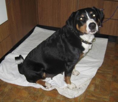 H-Wurf ist unterwegs