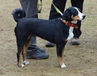 Hailey vom Rtelihof, 1