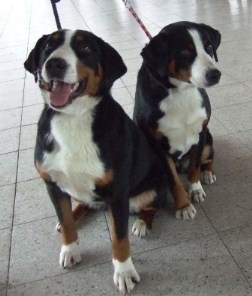 Heidi_Sisi, 2013-03, 1