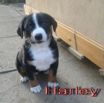 IMG_1100, Harley