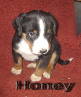IMG_1114, Honey
