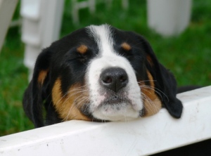 Ihro Hoheit schlft P1100483