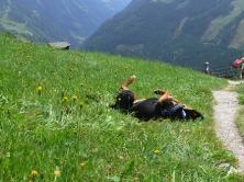 Lieblingsbeschftigung