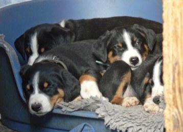 P1110989, Hisco, Honey, Henry, Helvi-3