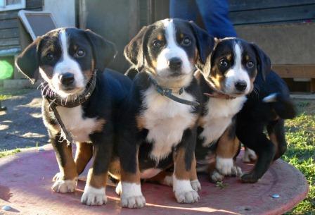 P1120183, Henry, Helvetia, Hailey