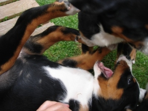 Raufen trau dich DSC09763