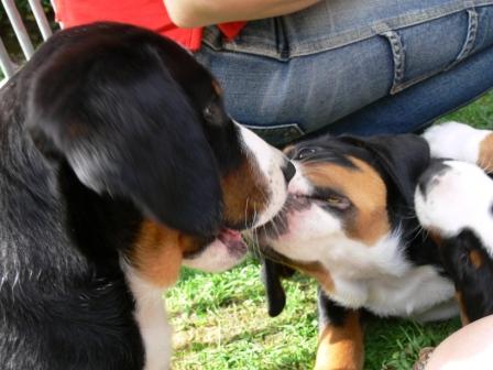 Spielen Rundkuss P1100599